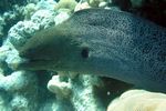 <i>Gymnothorax javanicus</i>