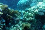<i>Gymnothorax javanicus</i>