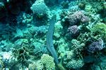 <i>Gymnothorax javanicus</i>