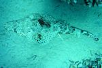 <I>Papilloculiceps longiceps</I>