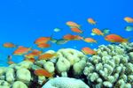 <i>Pseudanthias squamipinnis</i>