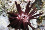 <i>Heterocentrotus mammillatus</i>