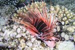 <i>Pterois radiata</i>