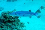 <i>Sphyraena barracuda</i>