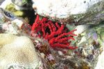 <i>Siphonogorgia mirabilis</i>