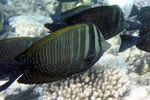 <i>Zebrasoma desjardinii</i>
