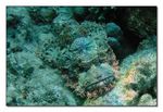 <I>Scorpaenopsis barbata</i> - B&auml;rtiger Drachenkopf