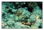 <I>Scorpaenopsis barbata</i> - B&auml;rtiger Drachenkopf