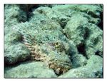 <I>Scorpaenopsis barbata</i> - B&auml;rtiger Drachenkopf