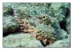 <I>Scorpaenopsis barbata</i> - B&auml;rtiger Drachenkopf