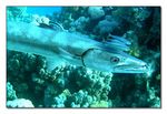 Grosser Barracuda