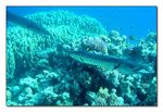 Grosser Barracuda