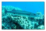 Grosser Barracuda