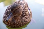 Ente im Wasserbecken
